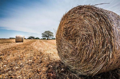 REGIONE PUGLIA - AVVISO PUBBLICO