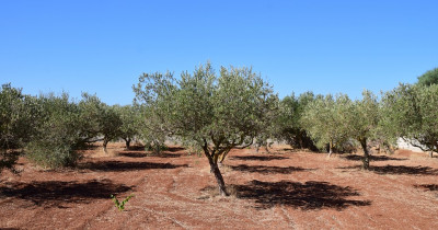 SPORTELLO AGRICOLO PRESSO IL GAL 