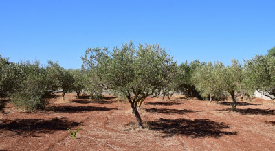 SPORTELLO AGRICOLO PRESSO IL GAL 