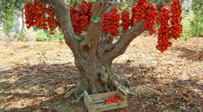 Pennule di pomodoro